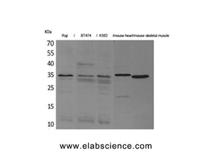Claudin 17 Polyclonal Antibody