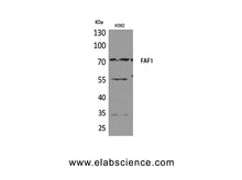 FAF1 Polyclonal Antibody