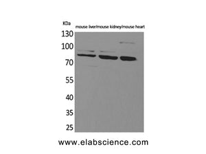 CUL4B Polyclonal Antibody