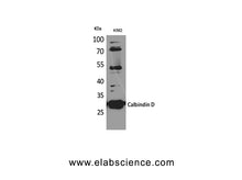 CALB1 Polyclonal Antibody