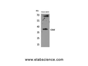 CD68 Polyclonal Antibody
