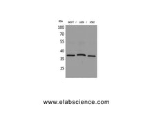 CD79B Polyclonal Antibody