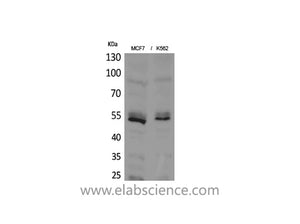 LILRA2 Polyclonal Antibody