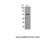 CD85g Polyclonal Antibody