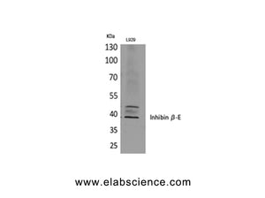 INHBE Polyclonal Antibody