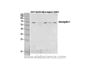 NRG1 Polyclonal Antibody