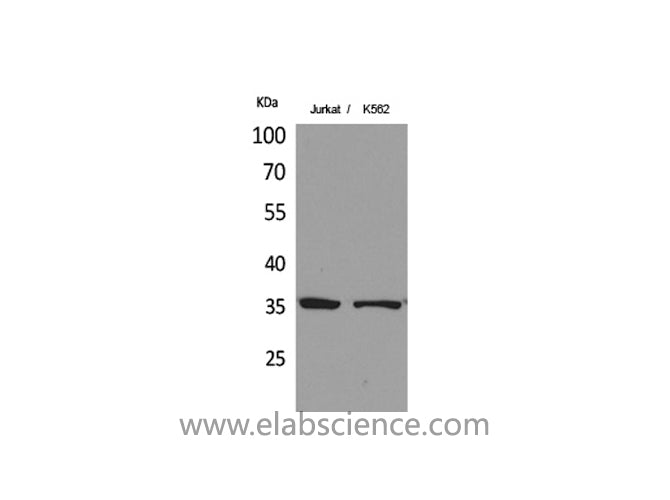 APEX1 Polyclonal Antibody