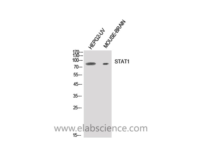 STAT1 Polyclonal Antibody