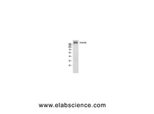 C4A/B Polyclonal Antibody