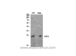 FGF4 Polyclonal Antibody
