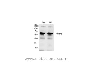 STRA8 Polyclonal Antibody