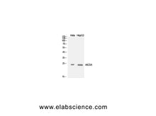 AICDA Polyclonal Antibody