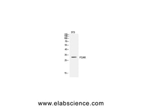 CD89 Polyclonal Antibody