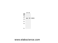 GABAA Receptor alpha1 Polyclonal Antibody