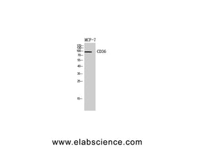CD36 Polyclonal Antibody