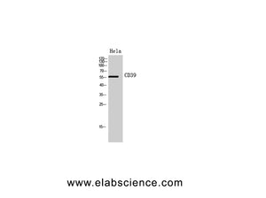 CD39 Polyclonal Antibody
