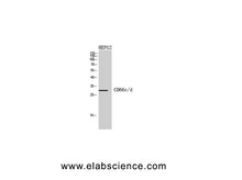 CD66c/d Polyclonal Antibody