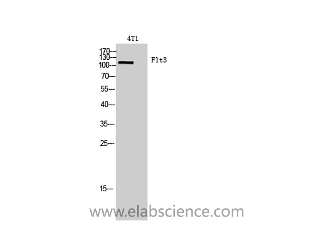 FLT3 Polyclonal Antibody