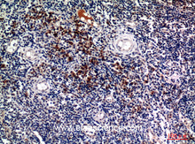 CD138 Polyclonal Antibody