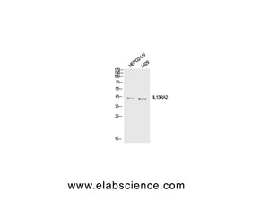 IL13RA2 Polyclonal Antibody