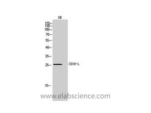 CD30-L Polyclonal Antibody