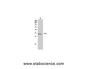 CD305 Polyclonal Antibody