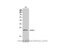 CD300LD Polyclonal Antibody