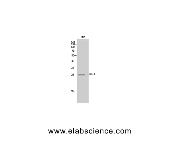 EBI3 Polyclonal Antibody