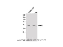 BMP2 Polyclonal Antibody