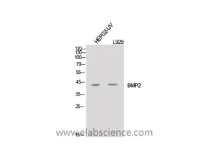 BMP2 Polyclonal Antibody