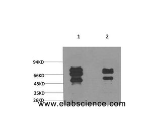 GABA A Receptor gamma2 Polyclonal Antibody