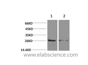 14-3-3 epsilon Polyclonal Antibody