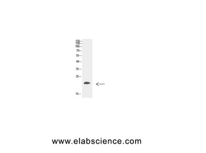 Di-Methyl-Histone H3 (Lys80) Polyclonal Antibody