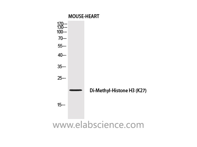 Di-Methyl-Histone H3 (Lys27) Polyclonal Antibody