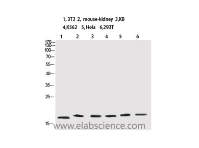 Tri-Methyl-Histone H3 (Lys10) Polyclonal Antibody