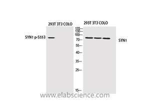 Phospho-SYN1 (Ser553) Polyclonal Antibody