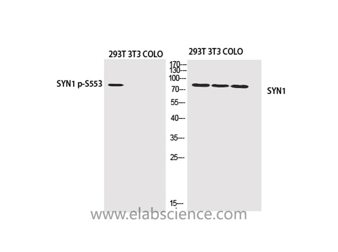 Phospho-SYN1 (Ser553) Polyclonal Antibody