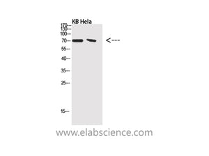 Phospho-PRC1 (Thr481) Polyclonal Antibody