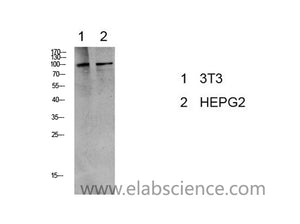 Phospho-EEF2 (Thr56) Polyclonal Antibody