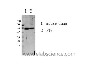 Phospho-SMAD3 (Ser213) Polyclonal Antibody