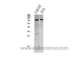 Phospho-Tau (Ser396) Polyclonal Antibody