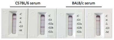 Rapid Mouse Monoclonal Antibody Isotyping Kit-4 (20 tests)