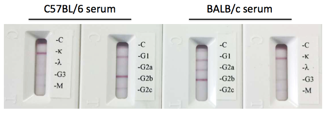 Rapid Mouse Monoclonal Antibody Isotyping Kit-4 (10 tests)