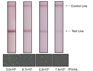 Lentivirus Titration XpressCard (6 tests)