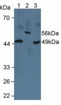 Anti-Cytochrome P450 26A1 (CYP26A1)