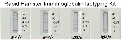 Rapid Hamster Monoclonal Antibody Isotyping Kit (20 tests)