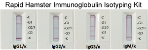 Rapid Hamster Monoclonal Antibody Isotyping Kit (20 tests)
