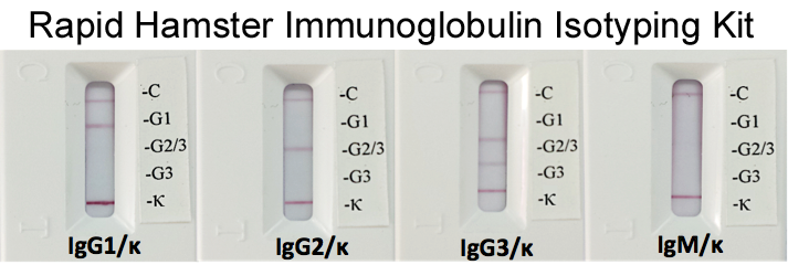 Rapid Hamster Monoclonal Antibody Isotyping Kit (10 tests)