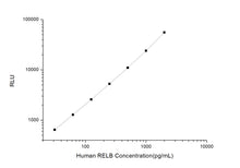 Human RELB (V-Rel Reticuloendotheliosis Viral Oncogene Homolog B) CLIA Kit