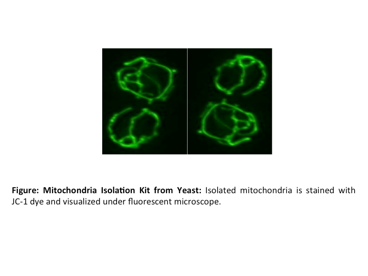 Yeast Mitochondria Isolation Kit